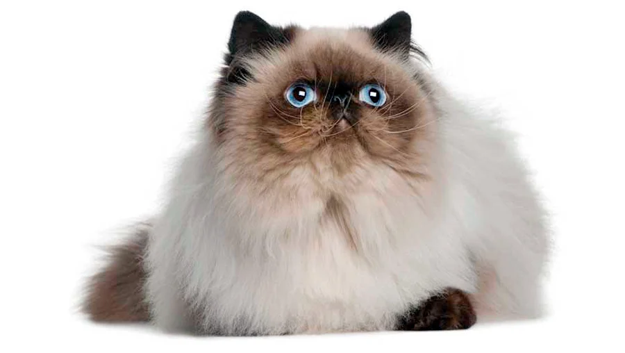 caracter del gato himalayo