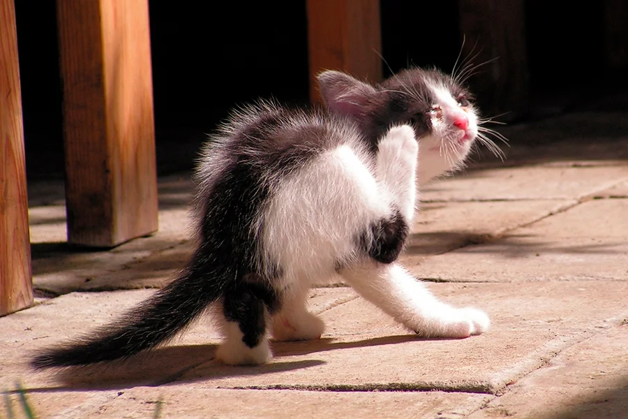 desparasitar a un gato