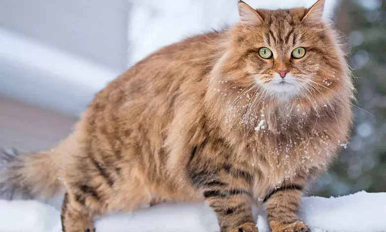 ejemplar de gato siberiano