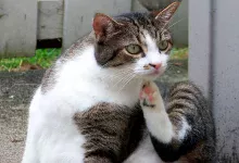 gato con pulgas se rasca