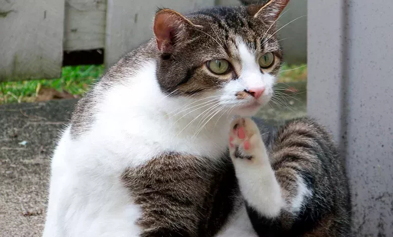 gato con pulgas se rasca