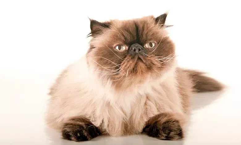 gato himalayo